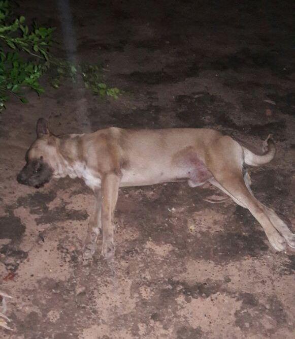 Galinha morta por picada de abelhas (Crédito: Renildo RS)