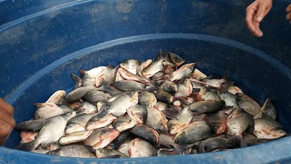População recebe peixe para o consumo 
