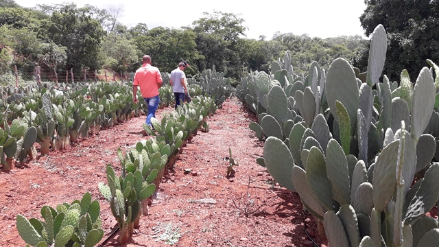 Dom Expedito Lopes ultrapassa produções nacionais no cultivo da palma Adensada. - Imagem 4