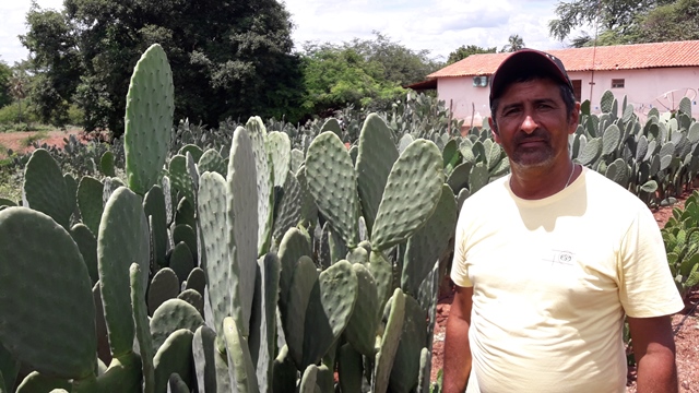 Dom Expedito Lopes ultrapassa produções nacionais no cultivo da palma Adensada. - Imagem 2