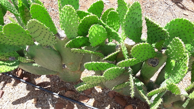 Dom Expedito Lopes ultrapassa produções nacionais no cultivo da palma Adensada. - Imagem 5