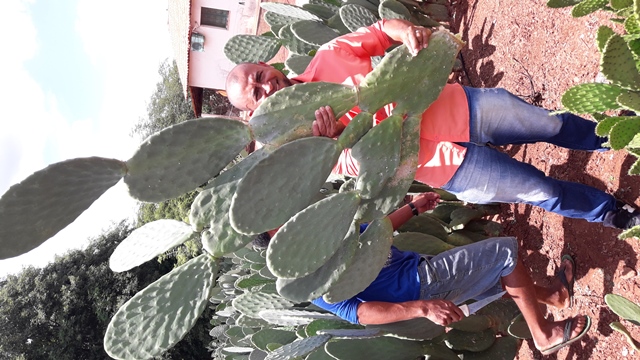 Dom Expedito Lopes ultrapassa produções nacionais no cultivo da palma Adensada. - Imagem 10