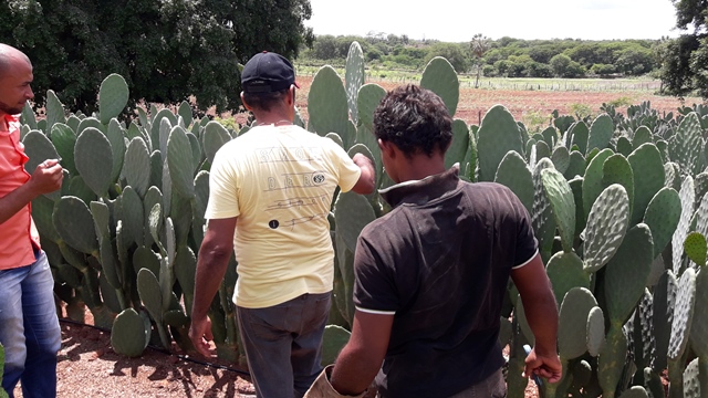 Dom Expedito Lopes ultrapassa produções nacionais no cultivo da palma Adensada. - Imagem 1