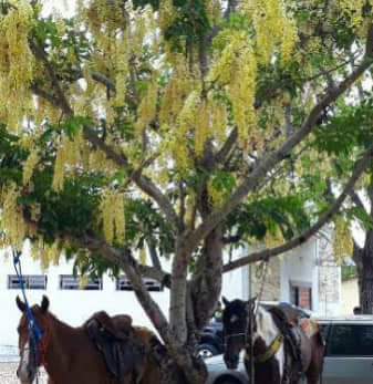 Prefeito João Luiz participa da III festa do Vaqueiro  - Imagem 10