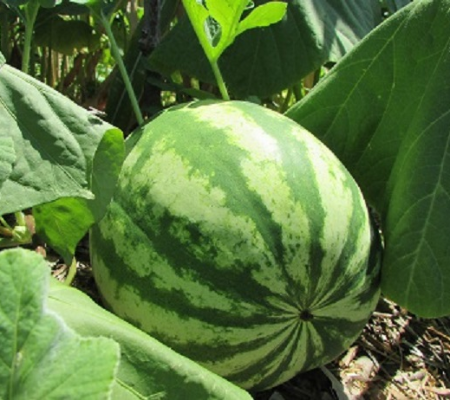 Prefeitura investe em agro-floresta e já colhe frutos