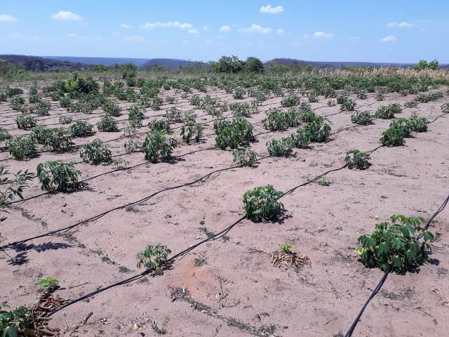 Secretaria Mun. de Agricultura e SENAR realizaram o curso Negócio Certo Rural em Dom Expedito Lopes - Imagem 15