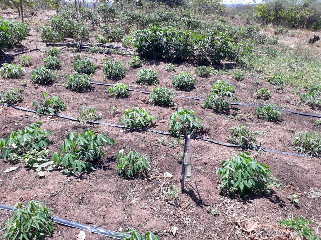 Secretaria Mun. de Agricultura e SENAR realizaram o curso Negócio Certo Rural em Dom Expedito Lopes - Imagem 27