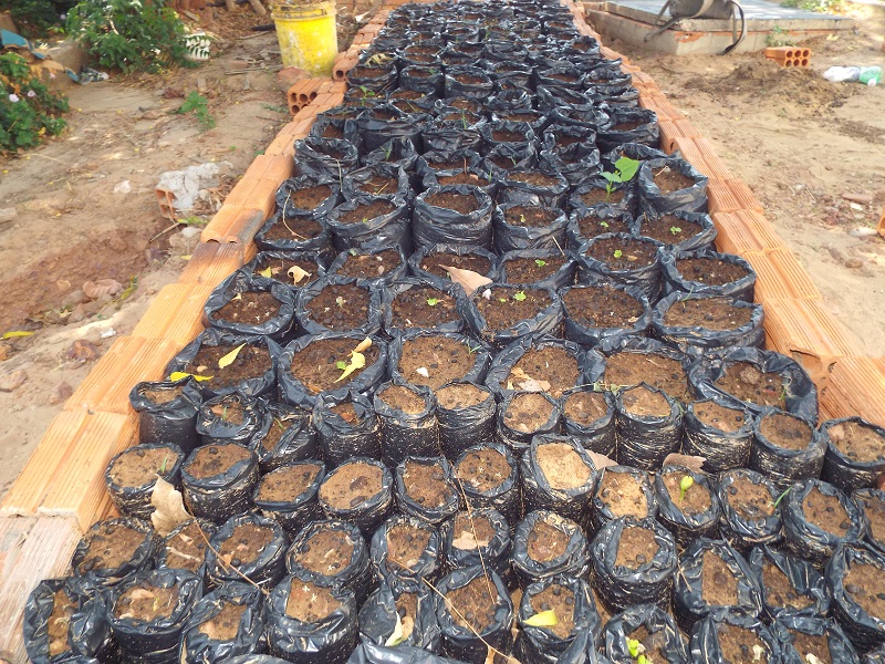 IFPI - Campus Pedro II implanta projeto na área ambiental  - Imagem 1