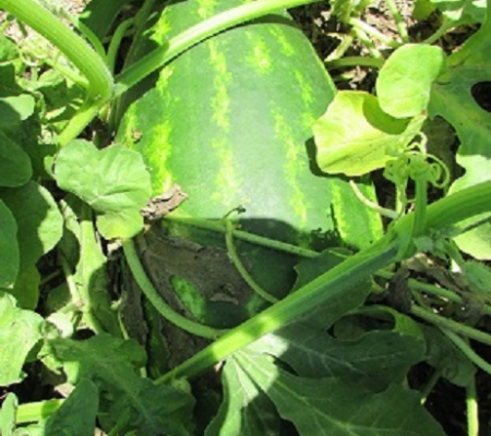 Agro-florestal bons frutos proporcionando