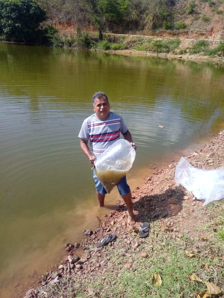 Prefeitura de Água Branca repõe mais de 100 mil alevinos - Imagem 2