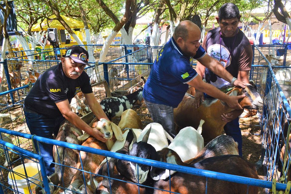 Prefeito Genival Bezerra faz abertura oficial da XII Expofeira de Caprinos e Ovinos - Imagem 10