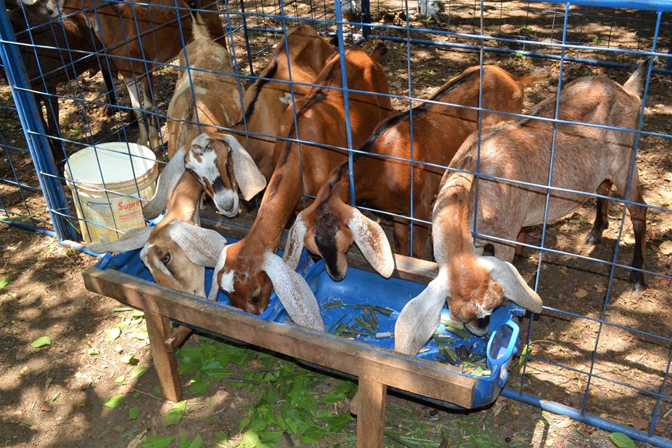 Prefeito Genival Bezerra faz abertura oficial da XII Expofeira de Caprinos e Ovinos - Imagem 18