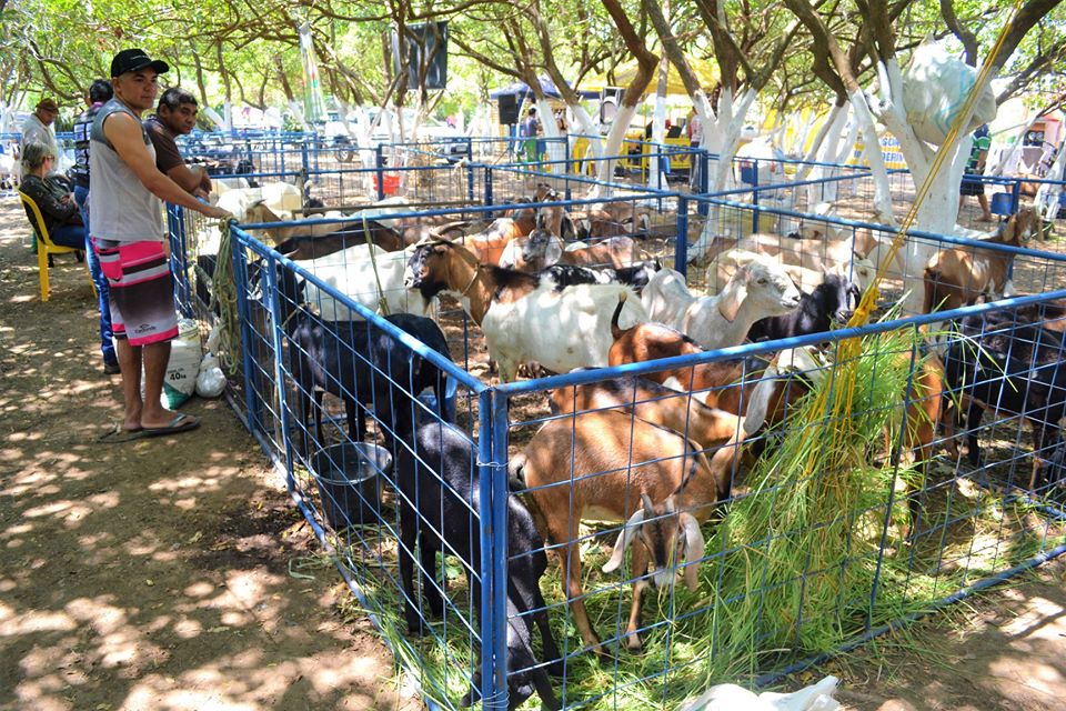 Prefeito Genival Bezerra faz abertura oficial da XII Expofeira de Caprinos e Ovinos - Imagem 21