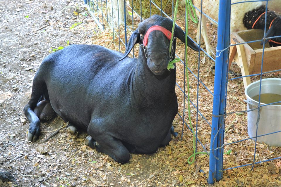 Prefeito Genival Bezerra faz abertura oficial da XII Expofeira de Caprinos e Ovinos - Imagem 20