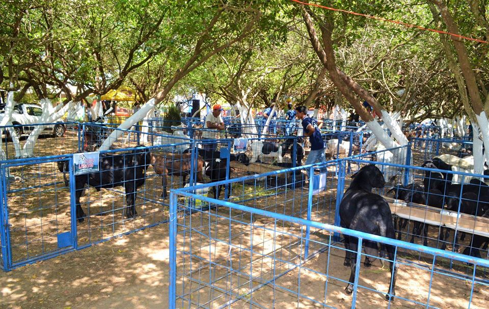 Prefeito Genival Bezerra faz abertura oficial da XII Expofeira de Caprinos e Ovinos - Imagem 12