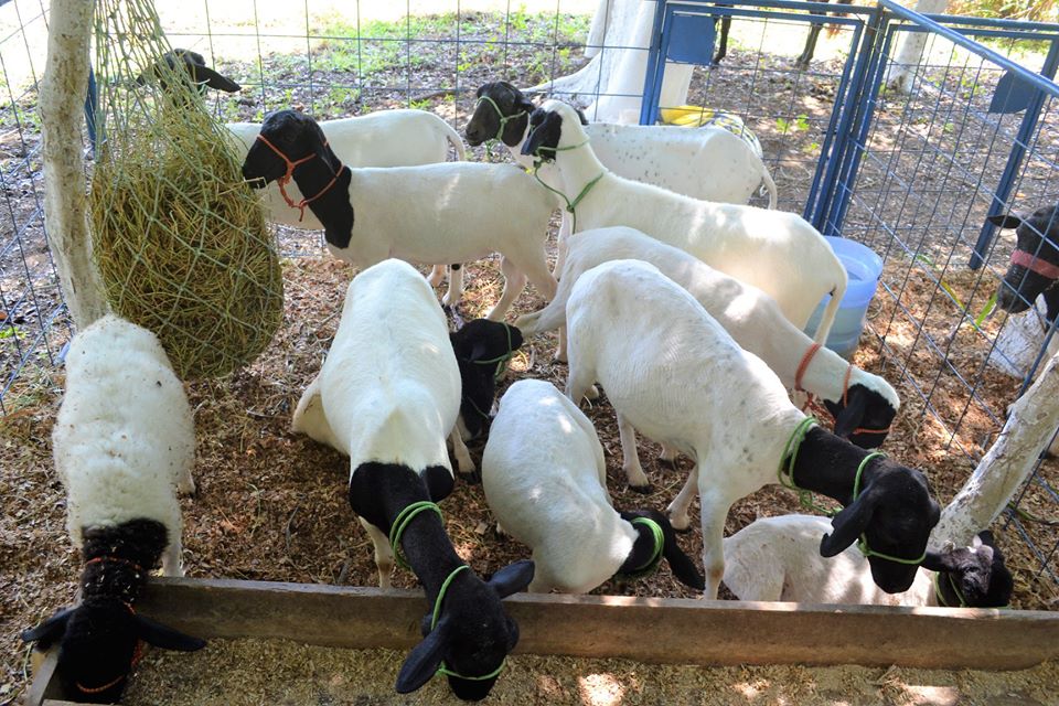 Prefeito Genival Bezerra faz abertura oficial da XII Expofeira de Caprinos e Ovinos - Imagem 8