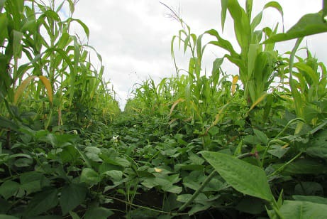 São João da Serra terá boa colheita em 2019