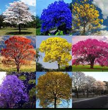 No aniversario da cidade prefeitura implanta programa “Piauí Mais Verde” em Dom Expedito Lopes. - Imagem 5