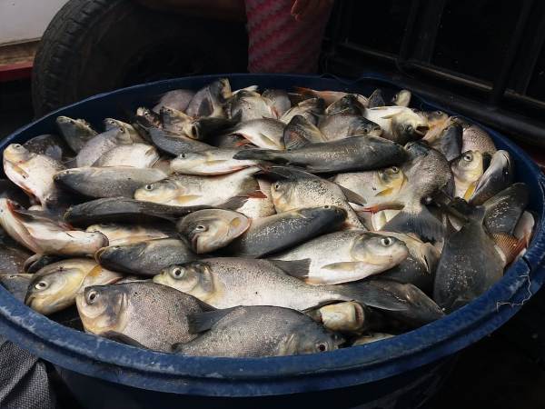 Prefeito Tairo Mesquita participa de entrega de peixes a famílias de Santo Inácio - Imagem 10