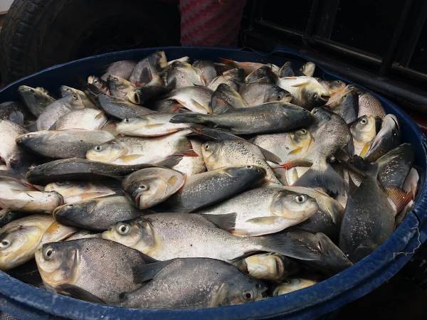 Prefeito Tairo Mesquita participa de entrega de peixes a famílias de Santo Inácio - Imagem 11
