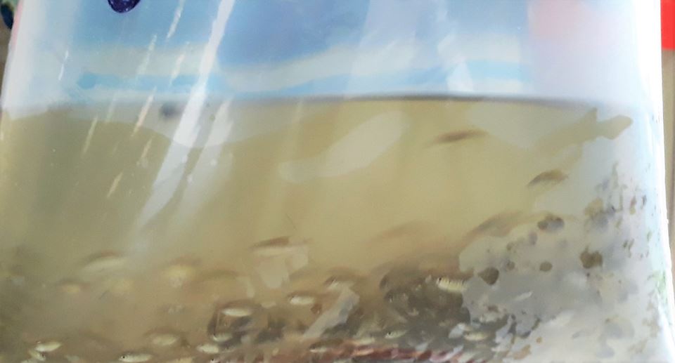 SMA de Joaquim Pires realiza a segunda etapa da entrega de alevinos aos piscicultores - Imagem 3