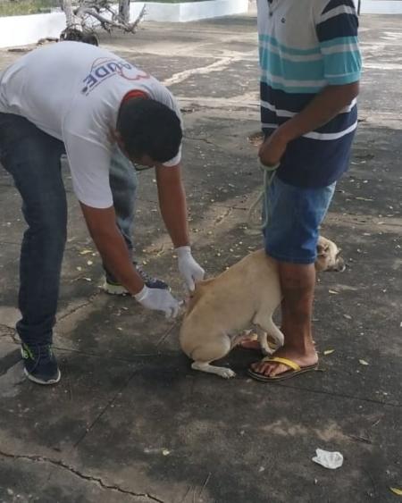 Cachorros e gatos são vacinados durante campanha em Santo Inácio do Piauí - Imagem 5