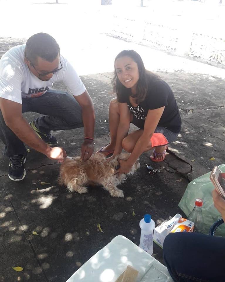 Cachorros e gatos são vacinados durante campanha em Santo Inácio do Piauí - Imagem 1