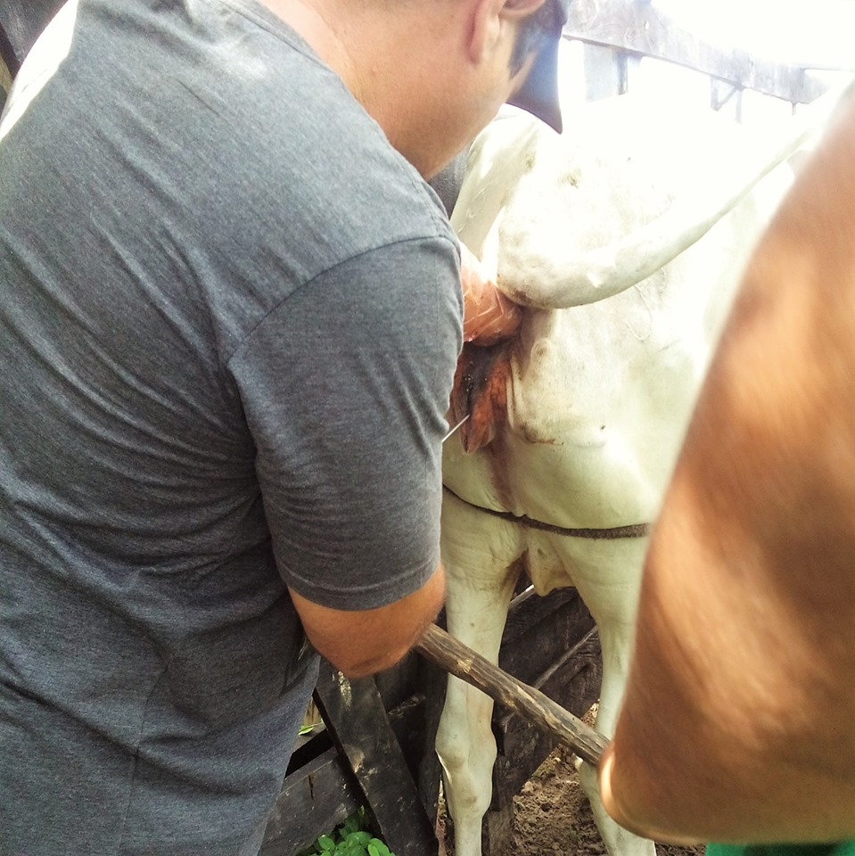 SMA promove o primeiro curso de inseminação artificial em bovinos de Joaquim Pires - Imagem 9