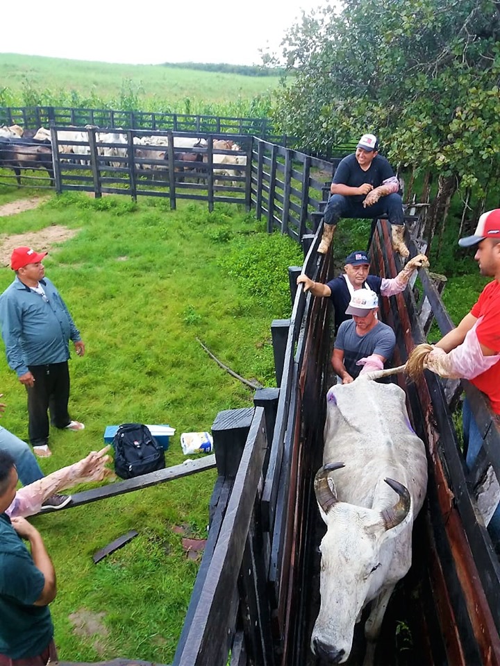 SMA promove o primeiro curso de inseminação artificial em bovinos de Joaquim Pires - Imagem 4