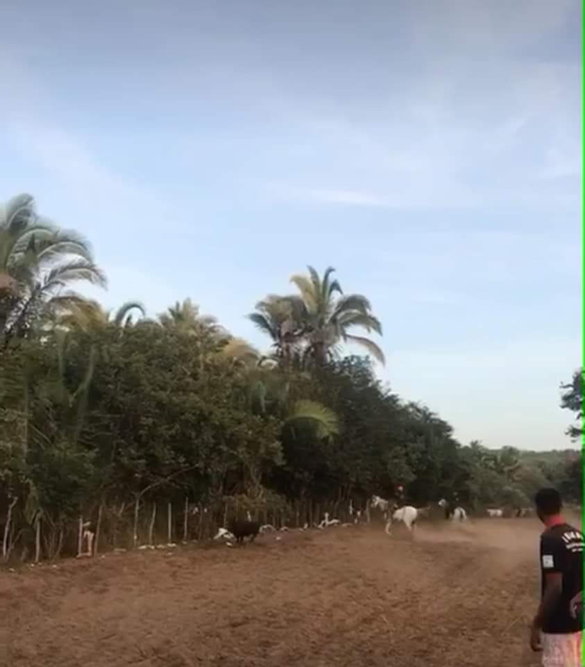 Pega de Boi reúne Vaquerama e amigos em Prado na comunidade Baixa Grande - Imagem 7