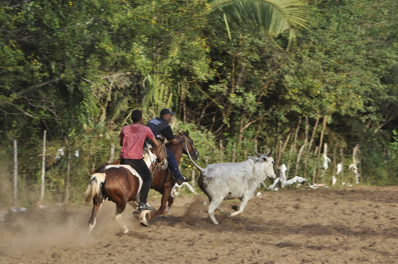 Pega de Boi reúne Vaquerama e amigos em Prado na comunidade Baixa Grande 
