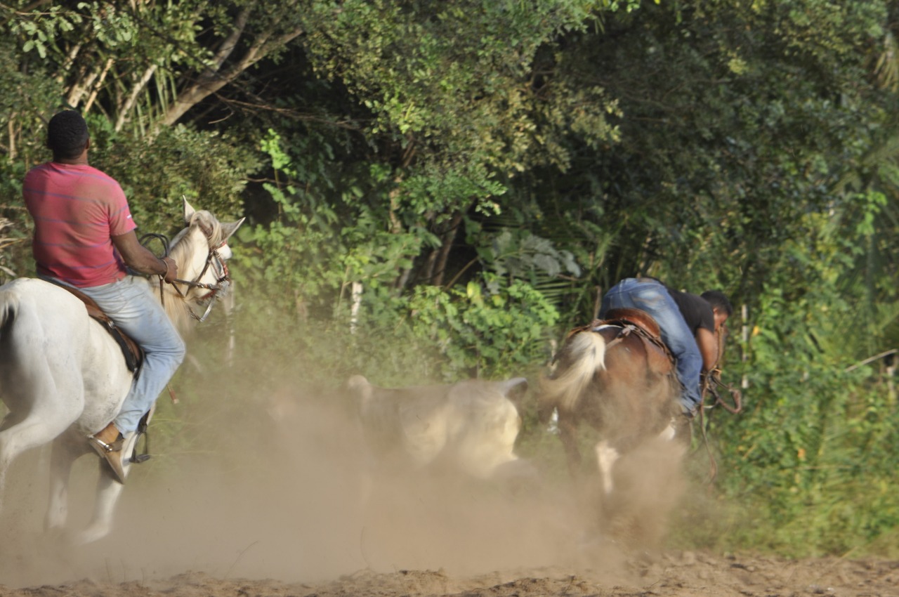 Pega de Boi reúne Vaquerama e amigos em Prado na comunidade Baixa Grande - Imagem 10