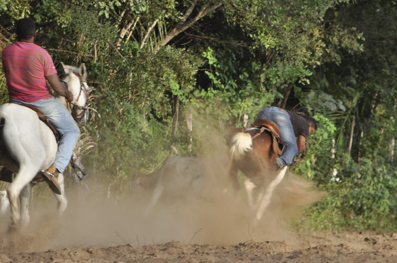 Pega de Boi reúne Vaquerama e amigos em Prado na comunidade Baixa Grande - Imagem 11
