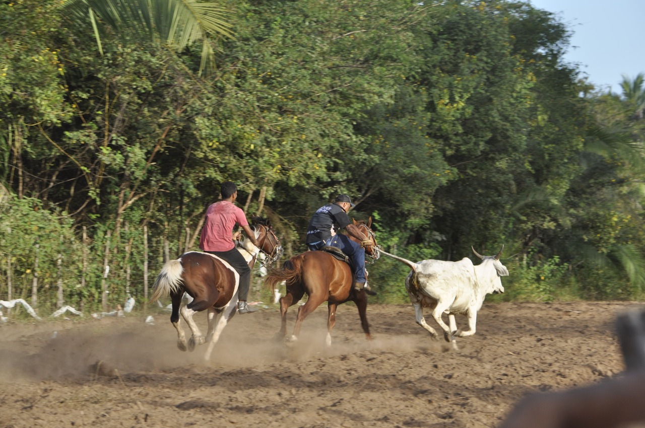 Pega de Boi reúne Vaquerama e amigos em Prado na comunidade Baixa Grande - Imagem 20
