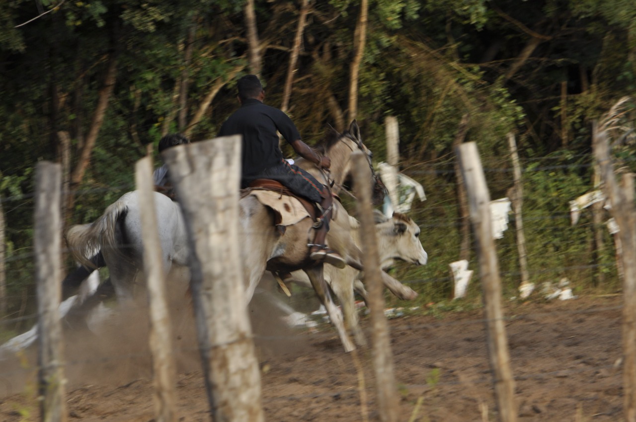 Pega de Boi reúne Vaquerama e amigos em Prado na comunidade Baixa Grande - Imagem 21