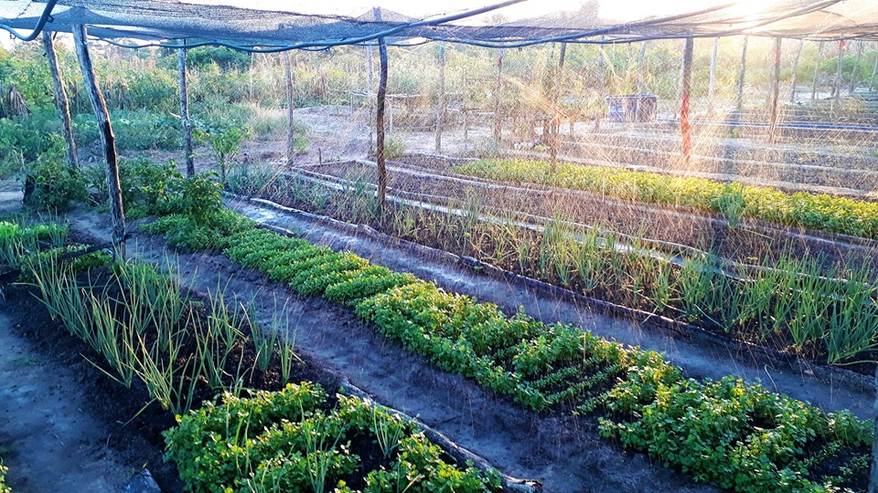 Prefeito Genival Bezerra visita horta comunitária na zona rural - Imagem 9