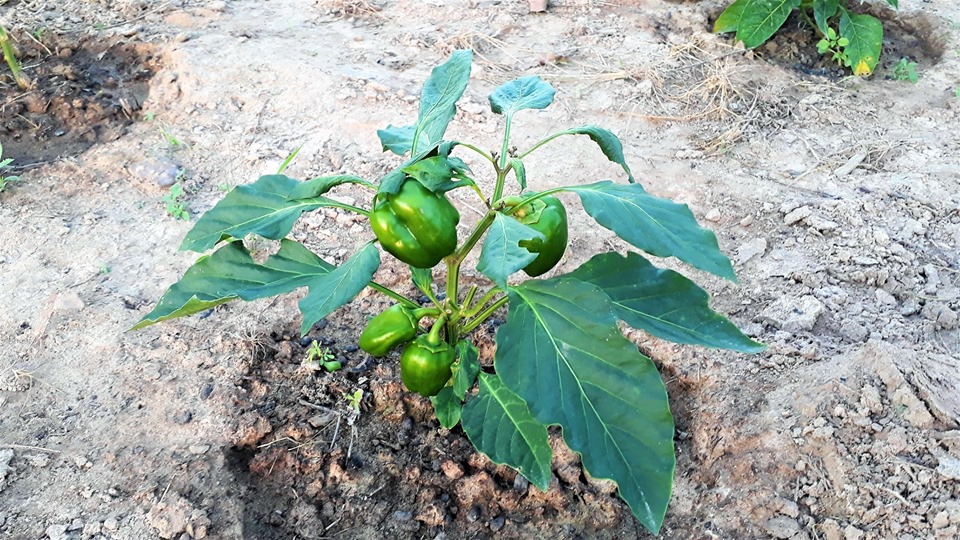 Prefeito Genival Bezerra visita horta comunitária na zona rural - Imagem 3
