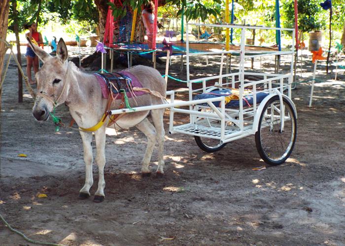 Sítio Buritizinho um dos lugares mais visitados pelos turistas no Festival de Inverno de Pedro II - Imagem 6