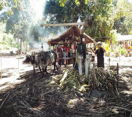 Sítio Buritizinho um dos lugares mais visitados pelos turistas no Festival de Inverno de Pedro II 