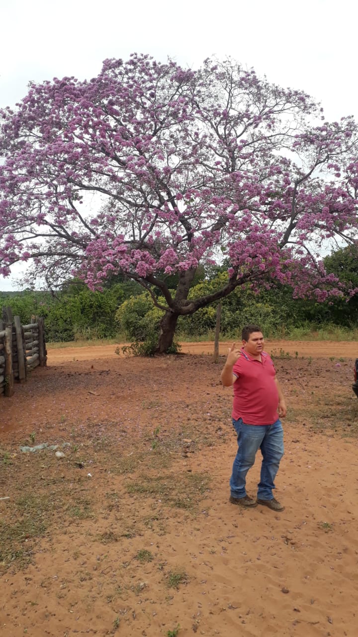 Prefeitura recupera estradas vicinais em Santo Inácio do Piauí - Imagem 8