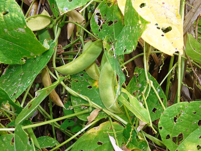 Sítio Agroecológico um local digno para suas comemorações e lazer com paisagens exuberantes  - Imagem 14