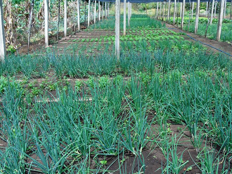 Sítio Agroecológico um local digno para suas comemorações e lazer com paisagens exuberantes  - Imagem 11