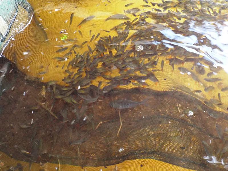 Prefeitura inicia peixamento em açudes de Pedro II - Imagem 21