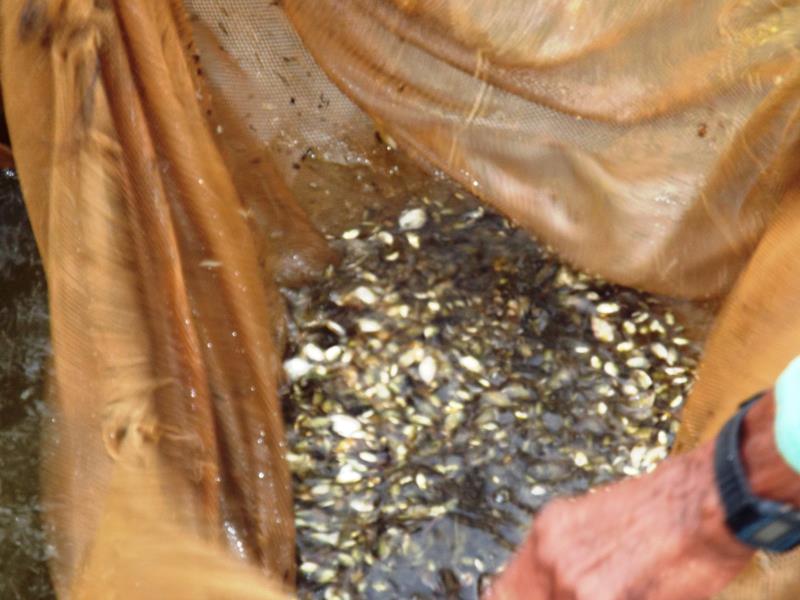 Prefeitura inicia peixamento em açudes de Pedro II - Imagem 5