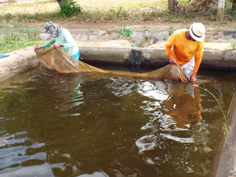 Prefeitura inicia peixamento em açudes de Pedro II - Imagem 15