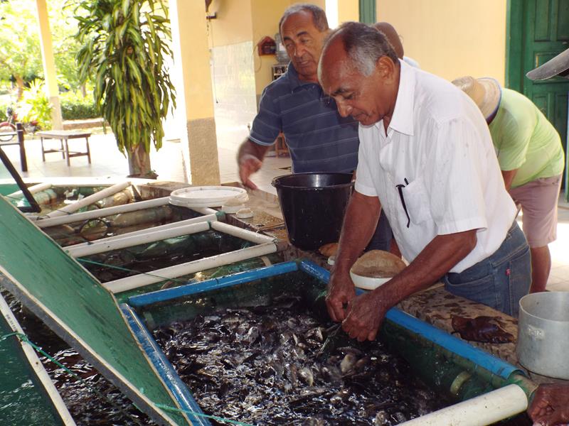 Prefeitura inicia peixamento em açudes de Pedro II - Imagem 22