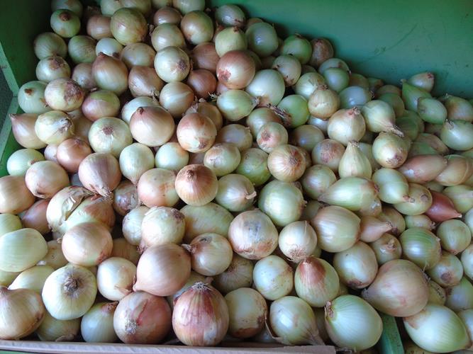 Sacolão São Vicente sempre com produtos novos e preços abaixo do mercado  - Imagem 7