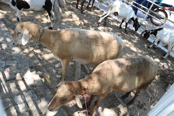 Município de N. S. dos Remédios realiza II Feira da Agricultura Familiar  - Imagem 29