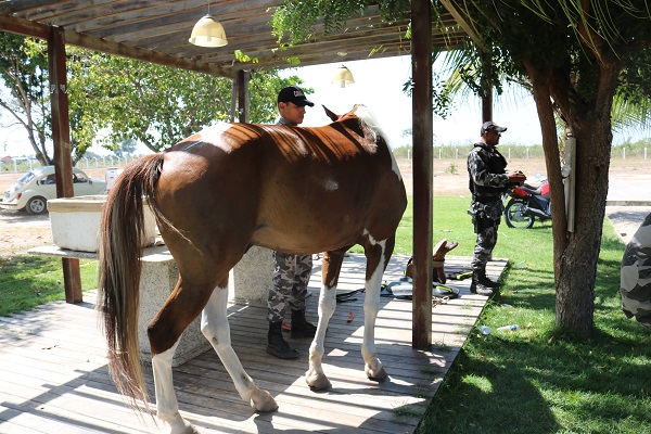 Alunos do Pelotão Mirim tiveram oficina com Esquadrão de Polícia Montada  - Imagem 19