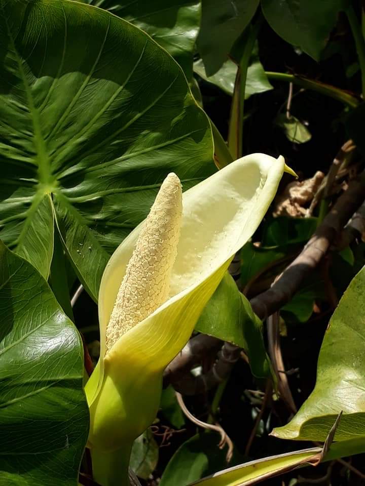 Operação resgate concluída com sucesso. 36° Encontro Ecológico  - Imagem 44